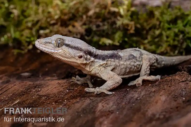 Afrikanischer Mauergecko, Tarentola ephippiata Garantierte Lieferung