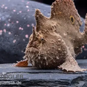 Versand Am Gleichen Tag Augenfleck-Anglerfisch, Antennarius biocellatus