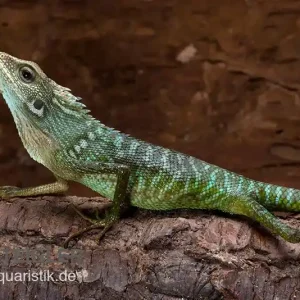 Angebot Borneo-Langschwanzagame, Bronchocela jubata