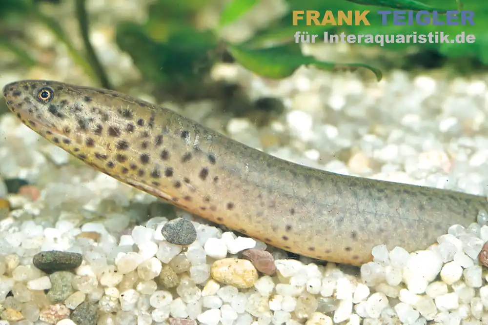 Kongo-Lungenfisch, Protopterus dolloi Nur Heute