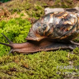 Samt-Achatschnecke, Archachatina marginata suturalis "Ikom" Sichere Zahlung