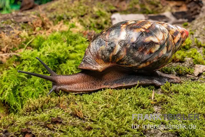 Samt-Achatschnecke, Archachatina marginata suturalis "Ikom" Sichere Zahlung