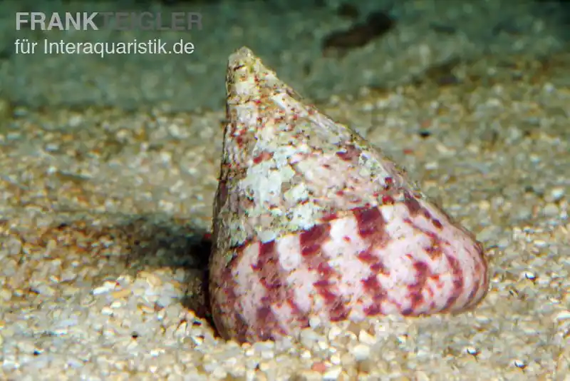 Finale Aktion Rötliche Kreiselschnecke, Trochus histrio