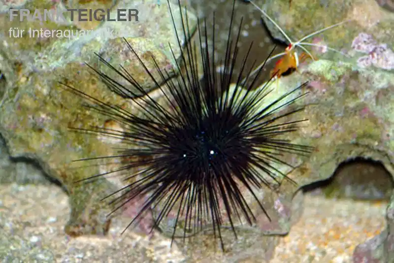 Diadem-Seeigel, Diadema setosum Preiswert
