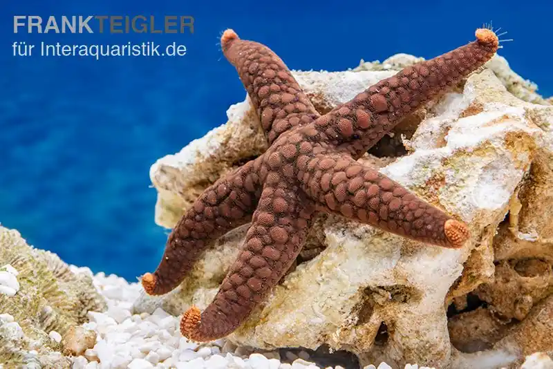 Meistverkauft Variabler Seestern, Nardoa variolata