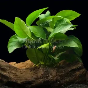 Meistverkauft Zwergspeerblatt, Anubias nana, 1 Rhizom zum Aufbinden
