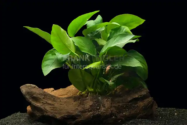 Meistverkauft Zwergspeerblatt, Anubias nana, 1 Rhizom zum Aufbinden