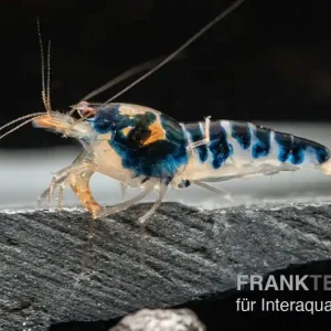 Bestpreis Blue Calceo Garnele, Caridina sp.