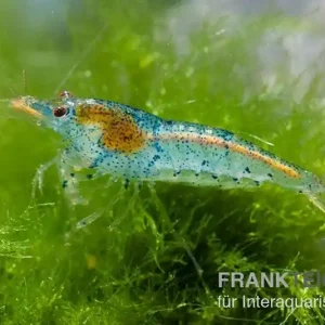 Must-Have Aura Blue Garnele, Neocaridina davidi "Aura Blue"