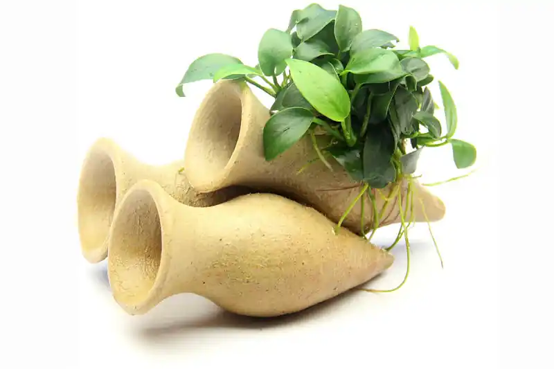 Begrenztes Angebot Dennerle Garnelen-Amphore, Anubias nana "Bonsai" auf 3er Tonamphore