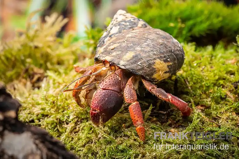 Expressversand Karibik-Einsiedlerkrebs, Coenobita clypeatus