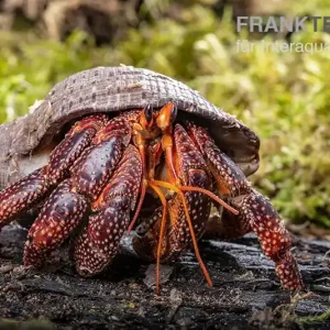 Abverkauf Schwarzer Landeinsiedlerkrebs, Coenobita sp. Black (Größe XL)