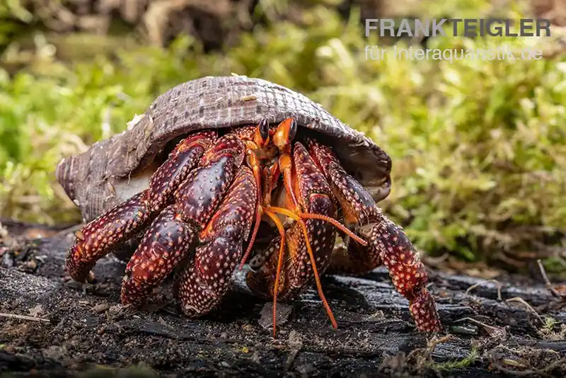 Abverkauf Schwarzer Landeinsiedlerkrebs, Coenobita sp. Black (Größe XL)