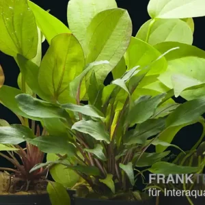 Preisknaller Aquarienpflanzen-Set Siriharaja, 5 Töpfe, Aquariumpflanzen-Set