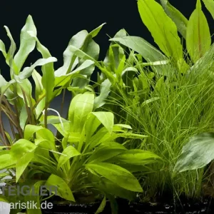 Aquarienpflanzen-Set Amazon, 5 Töpfe, Aquarienpflanzen-Set Nur Heute