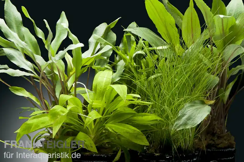 Aquarienpflanzen-Set Amazon, 5 Töpfe, Aquarienpflanzen-Set Nur Heute