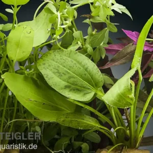 Sichere Zahlung Aquarienpflanzen-Set Kinabalu, 5 Töpfe, Aquarienpflanzen-Set