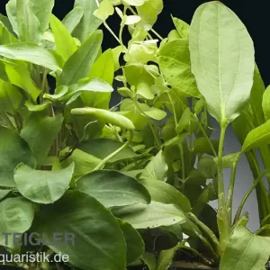 Direkt Vom Hersteller Aquarienpflanzen-Set Daintree, 5 Töpfe, Aquarienpflanzen-Set