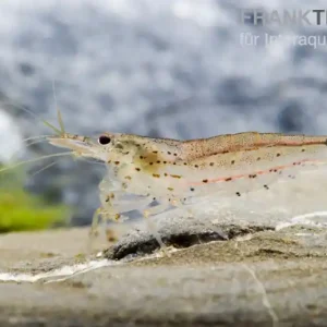 Must-Have Bundle: 10 x Amanogarnele Größe M, Caridina multidentata + Portion Javamoos