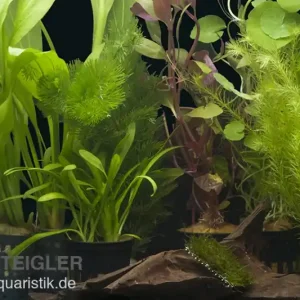 Online Kaufen Aquarienpflanzen-Sortiment "Amazonas" für 80 cm Aquarium, Aquarienpflanzen-Set