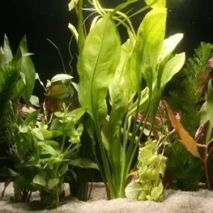 10 Aquariumpflanzen im Bund, gemischt, Aquarienpflanzen-Set 10er Bund Neu