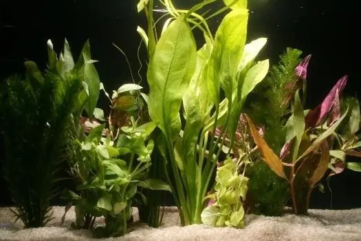 10 Aquariumpflanzen im Bund, gemischt, Aquarienpflanzen-Set 10er Bund Neu