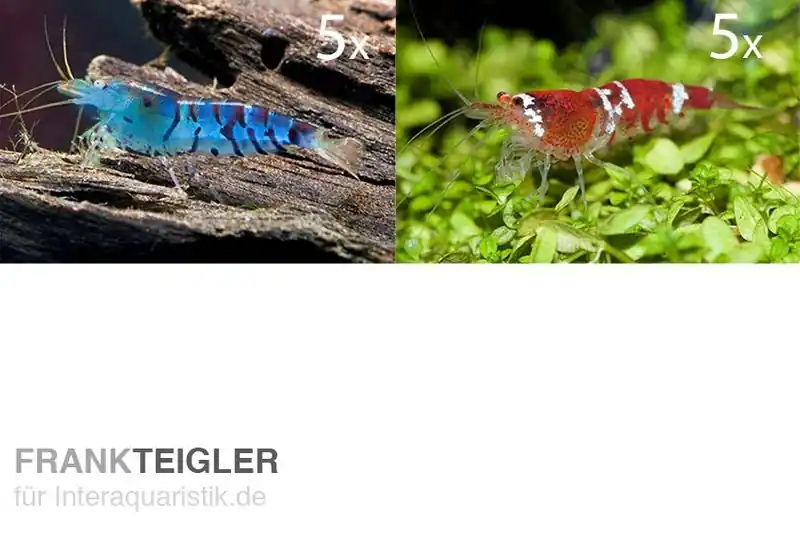TiBee Starterpack: 5 x Blaue Tigergarnele + 5 x Crystal Red Garnele Markenprodukt