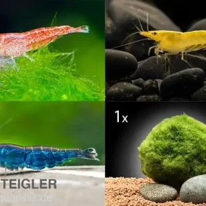 Sofort Bestellen Bundle Bunte Truppe: 10 x Neocaridina im Farbmix + Javamoos