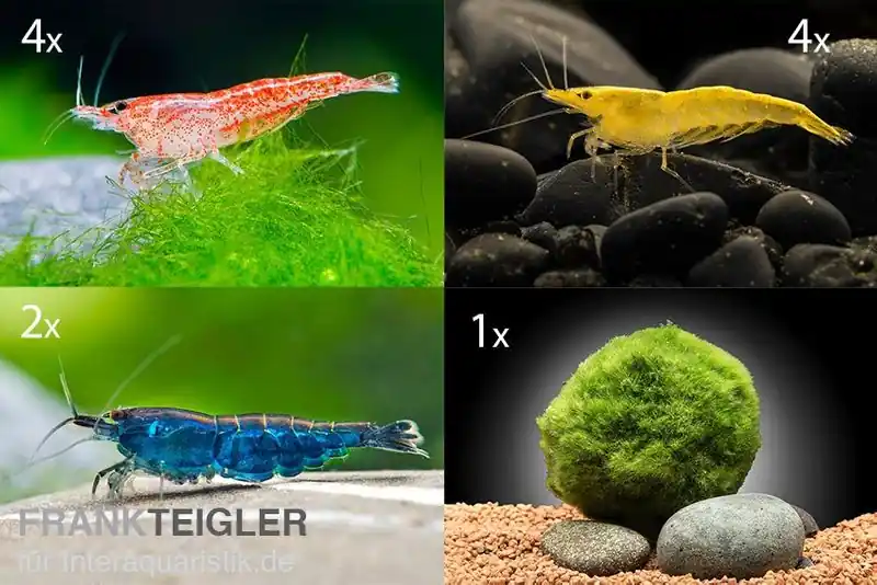 Sofort Bestellen Bundle Bunte Truppe: 10 x Neocaridina im Farbmix + Javamoos