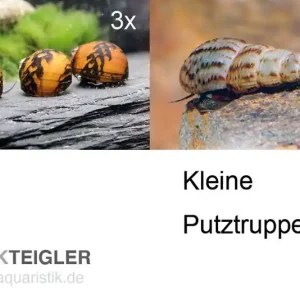 Kleine Putz-Truppe: 3x Rennschnecke + 5x Turmdeckelschnecke Preisknaller