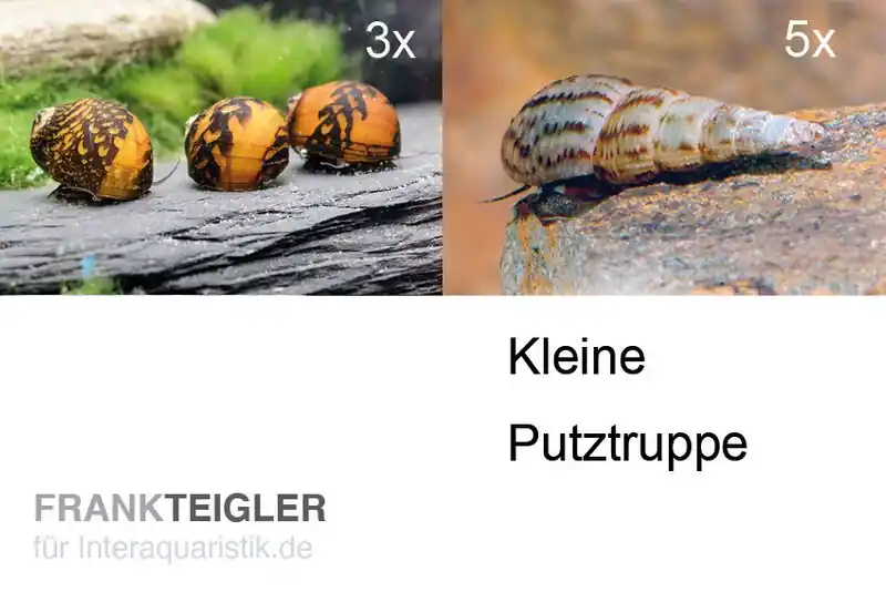 Kleine Putz-Truppe: 3x Rennschnecke + 5x Turmdeckelschnecke Preisknaller