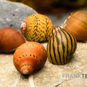 Neue Ware Rennschnecken-Bundle: 5x Rennschnecke im Farbmix
