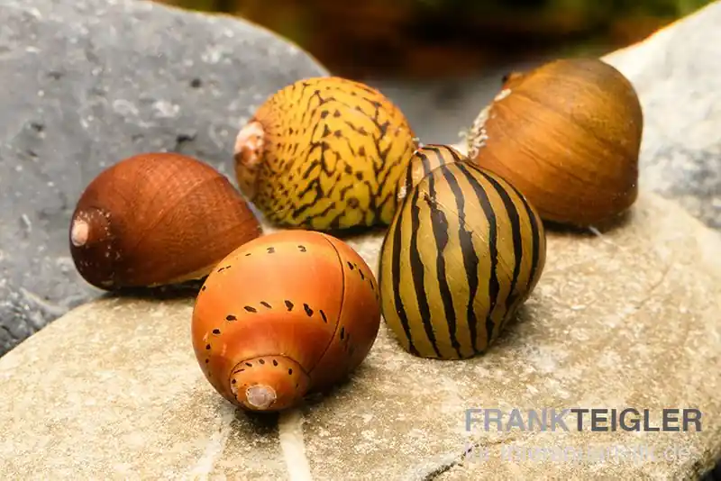 Neue Ware Rennschnecken-Bundle: 5x Rennschnecke im Farbmix
