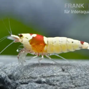 Direkt Vom Hersteller Red Bee Mosura Garnele, Caridina cf. cantonensis