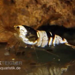Sale Black Bee Mosura Garnele, Caridina logemanni