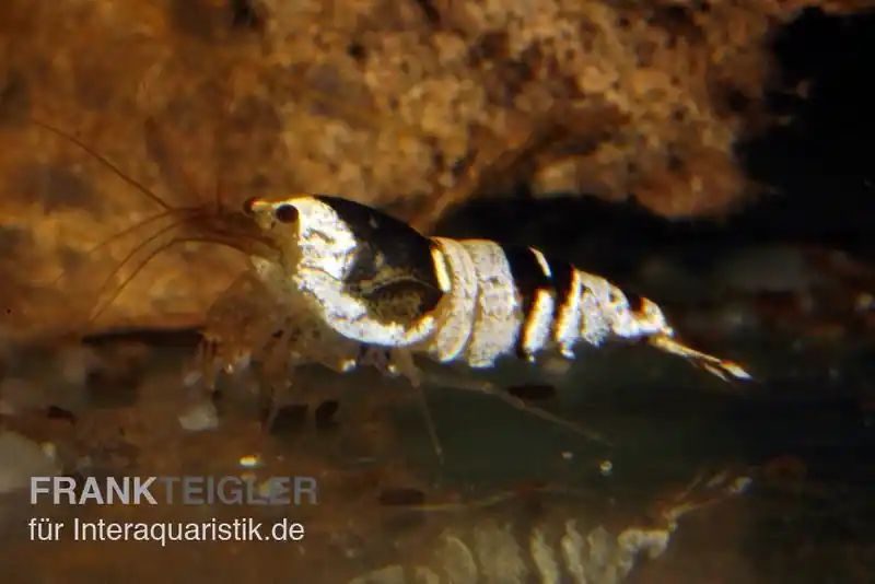 Sale Black Bee Mosura Garnele, Caridina logemanni
