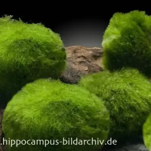 Nano-Mooskugeln, Cladophora aegagropila, 5 St. im Set Sofort Bestellen