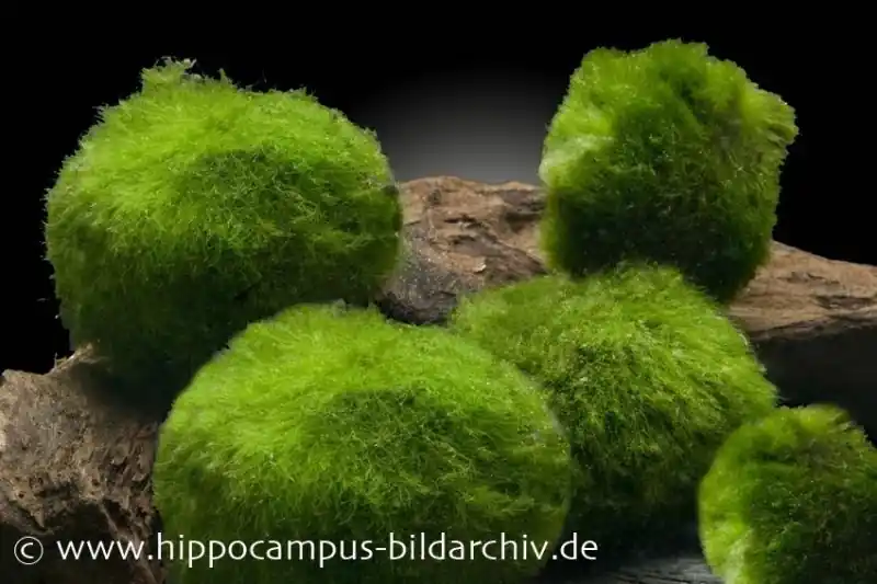 Nano-Mooskugeln, Cladophora aegagropila, 5 St. im Set Sofort Bestellen