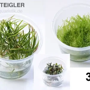 Garantierte Lieferung Pflanzensortiment Surprise, 3 In Vitro-Pflanzen