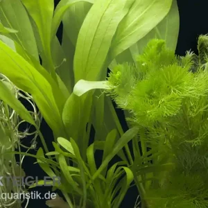 Top-Angebot Aquarienpflanzen-Sortiment "Amazonas" für 60 cm Aquarium, Aquarienpflanzen-Set