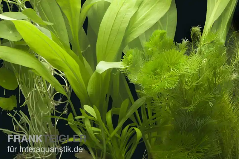 Top-Angebot Aquarienpflanzen-Sortiment "Amazonas" für 60 cm Aquarium, Aquarienpflanzen-Set