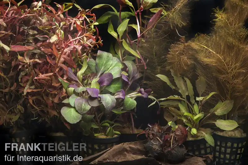 Aquarienpflanzen-Sortiment "Rot" für 80 cm Aquarium, Aquarienpflanzen-Set Letzte Chance