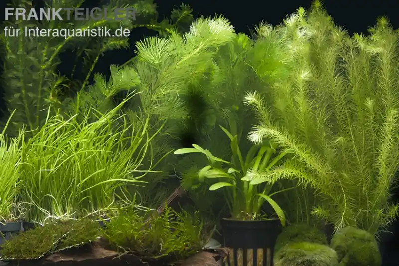 Aquarienpflanzen-Sortiment "Garnelenaquarium" für 100-120 cm Aquarium, Aquarienpflanzen-Set Top-Preis