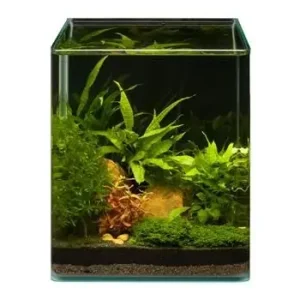 Neu Im Sortiment Pflanzensortiment Microsorum Cube für 20 l Nano-Aquarium, Aquarienpflanzen-Set