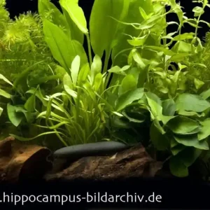 Kracherpreis Aquarienpflanzen-Einsteigerset für 80 cm Aquarium, Aquarienpflanzen-Set