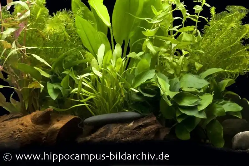 Kracherpreis Aquarienpflanzen-Einsteigerset für 80 cm Aquarium, Aquarienpflanzen-Set