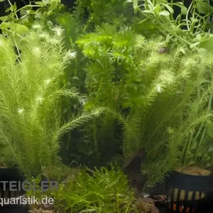 Solange Der Vorrat Reicht Aquarienpflanzen-Sortiment "Kaltwasser" für 100-120 cm Aquarium