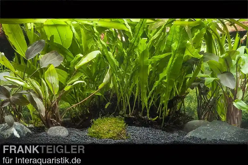 Aquarienpflanzen-Sortiment für große Aquarien ab 150 cm, Aquarienpflanzen-Set Super-Preis