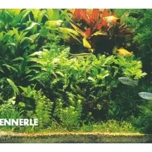 Direkt Vom Hersteller Holland-Aquarium, Pflanzensortiment für 100 x 40 x 50 cm, Aquarienpflanzen-Set