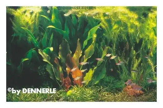 Sonderangebot Rio Xingu, 100 x 40 x 50 cm, Aquarienpflanzen-Set, Pflanzensortiment